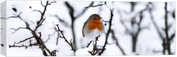 Red Robin in Winter Canvas Print by Sonny Ryse