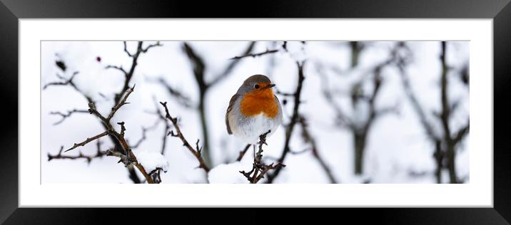 Red Robin in Winter Framed Mounted Print by Sonny Ryse