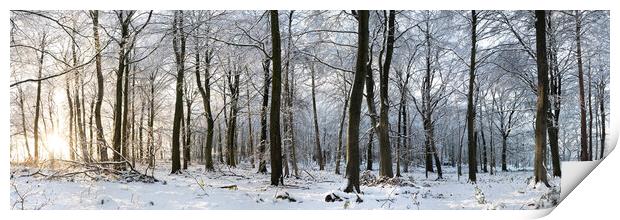 Swinsty woodland in winter Yorkshire Dales Print by Sonny Ryse