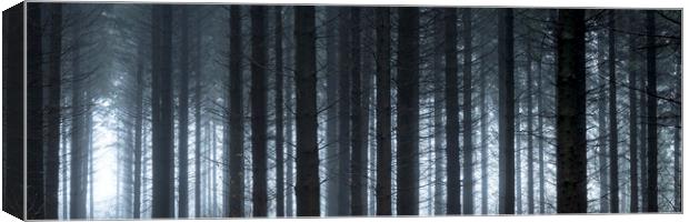 Pine woods Canvas Print by Sonny Ryse