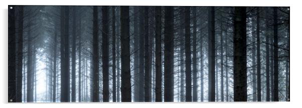 Pine woods Acrylic by Sonny Ryse