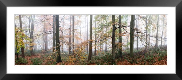 Swinsty woodland in autumn yorkshire dales 2 Framed Mounted Print by Sonny Ryse