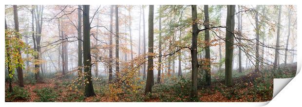 Swinsty woodland in autumn yorkshire dales 2 Print by Sonny Ryse