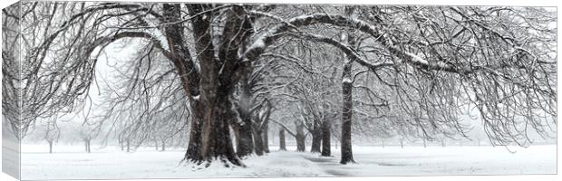 The stray snow_DSC1397-Pano Canvas Print by Sonny Ryse