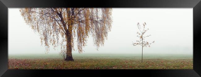 Willow tree on a misty autumn day Framed Print by Sonny Ryse