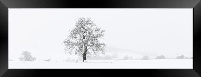 Yorkshire Dales Tree covered in snow Framed Print by Sonny Ryse