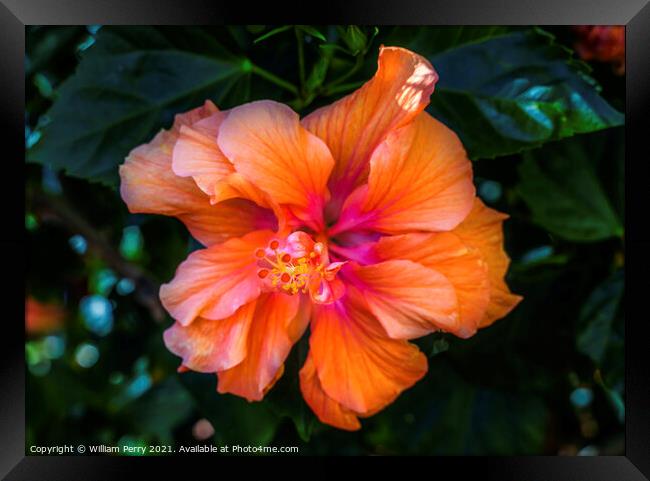 Double Orange Tropical Hibiscus Flower Florida Framed Print by William Perry