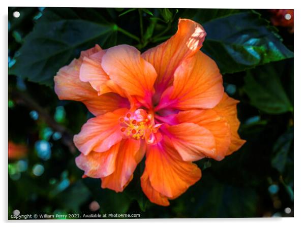Double Orange Tropical Hibiscus Flower Florida Acrylic by William Perry