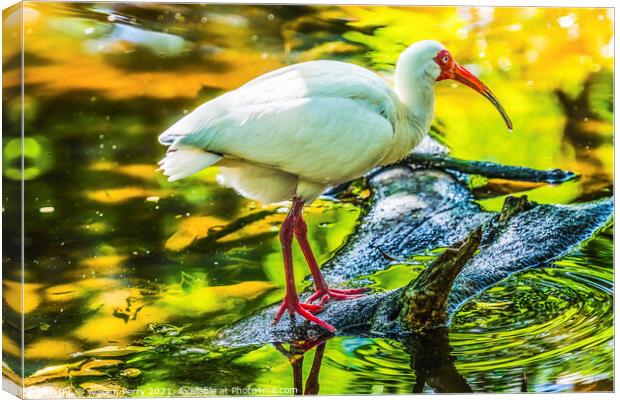 American White Ibis Looking For Fish Florida Canvas Print by William Perry
