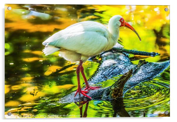 American White Ibis Looking For Fish Florida Acrylic by William Perry