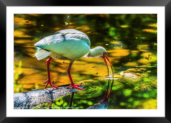American White Ibis Looking For Fish Florida Framed Mounted Print by William Perry