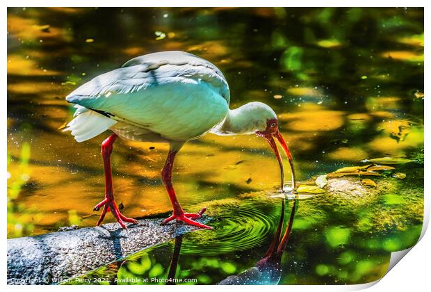 American White Ibis Looking For Fish Florida Print by William Perry