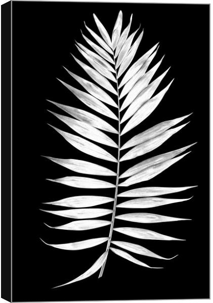 Tropical palm leaves in black and white Canvas Print by Wdnet Studio