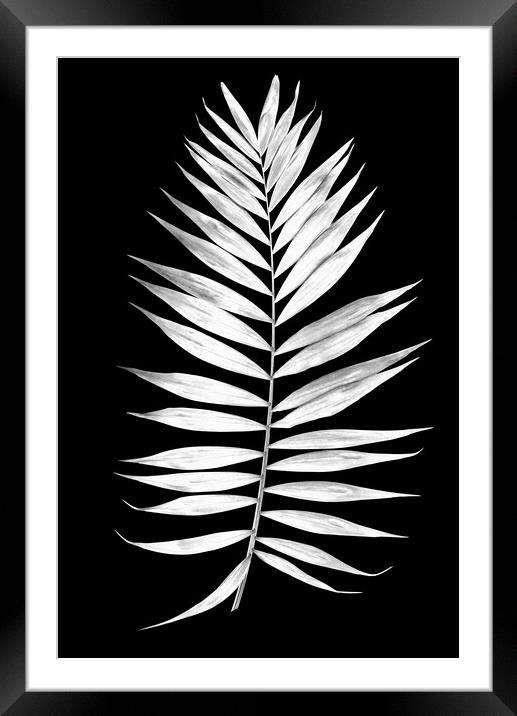 Tropical palm leaves in black and white Framed Mounted Print by Wdnet Studio