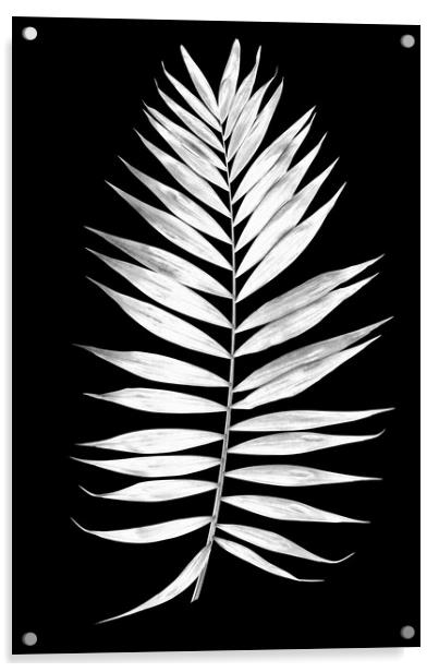 Tropical palm leaves in black and white Acrylic by Wdnet Studio