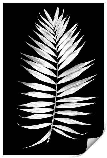 Tropical palm leaves in black and white Print by Wdnet Studio