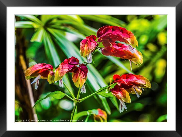 Red Yellow White Tropical Shrimp Plant Flowers Florida Framed Mounted Print by William Perry