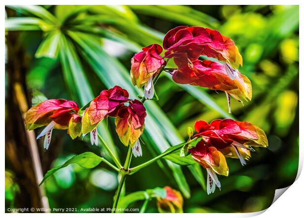 Red Yellow White Tropical Shrimp Plant Flowers Florida Print by William Perry