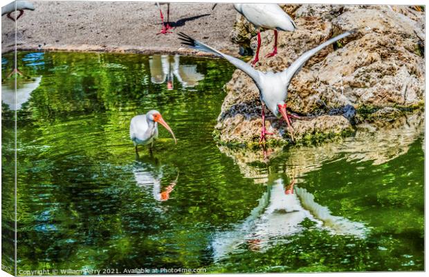 American White Ibises Looking For Fish Florida Canvas Print by William Perry
