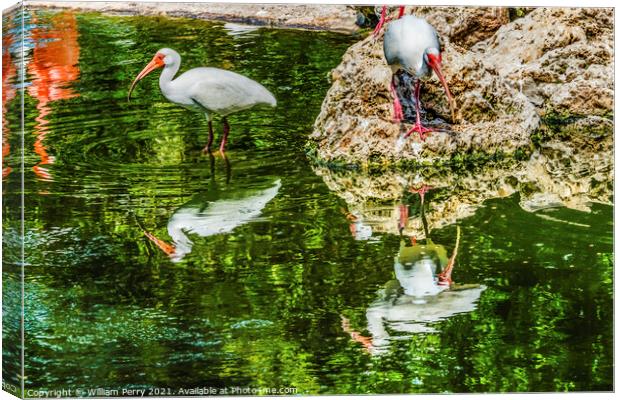 American White Ibises Looking For Fish Florida Canvas Print by William Perry