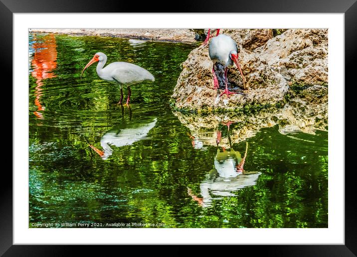 American White Ibises Looking For Fish Florida Framed Mounted Print by William Perry