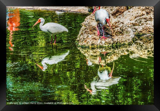 American White Ibises Looking For Fish Florida Framed Print by William Perry