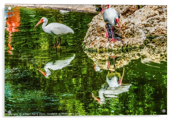 American White Ibises Looking For Fish Florida Acrylic by William Perry