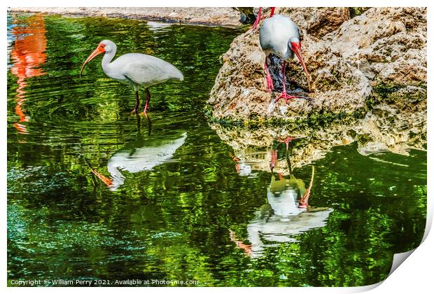 American White Ibises Looking For Fish Florida Print by William Perry