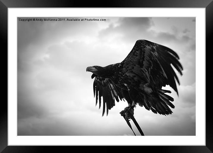 Birds of Prey 2 Framed Mounted Print by Andy McKenna