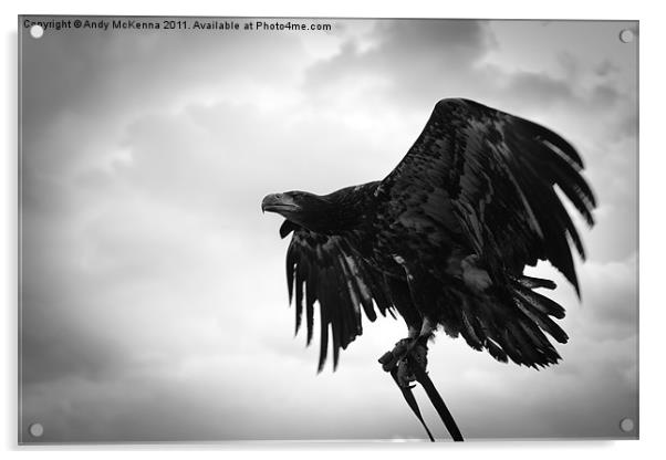 Birds of Prey 2 Acrylic by Andy McKenna