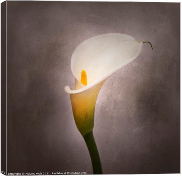 Graceful flower - Calla No. 4 | vintage style Canvas Print by Melanie Viola