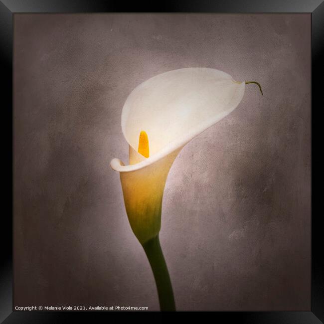Graceful flower - Calla No. 4 | vintage style Framed Print by Melanie Viola