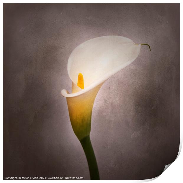 Graceful flower - Calla No. 4 | vintage style Print by Melanie Viola