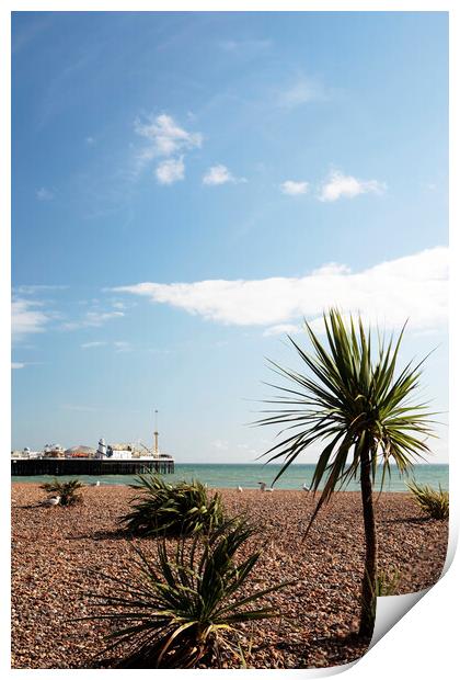 Brighton Sea Front and Palace Pier Print by Neil Overy