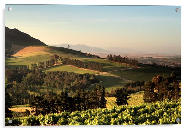 Scenic Landscape of winelands near Stellenbosch, S Acrylic by Neil Overy