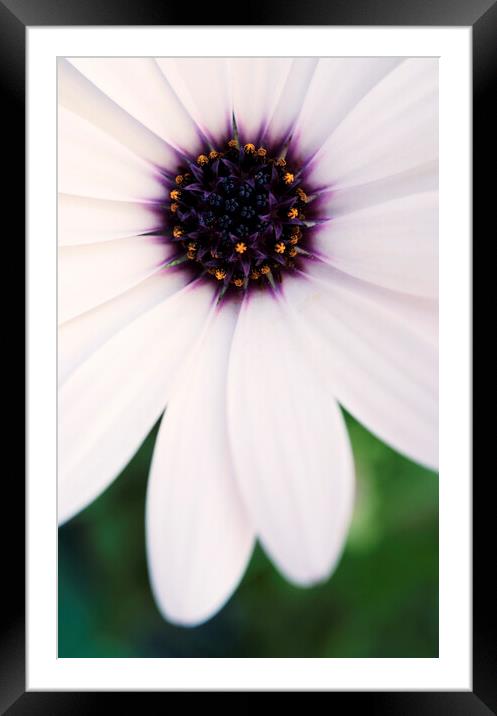 African Daisy Heart Framed Mounted Print by Neil Overy
