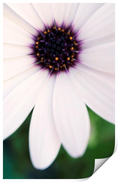 African Daisy Heart Print by Neil Overy
