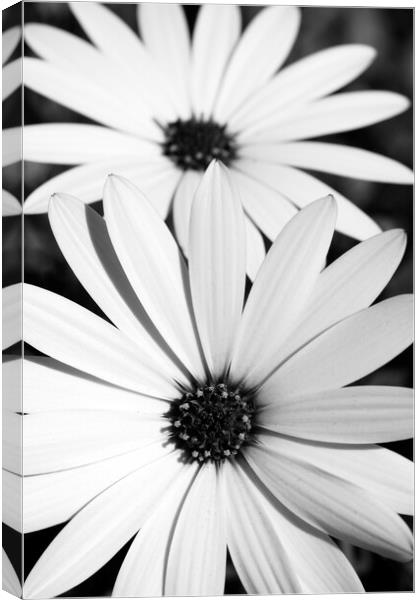 A Pair of African Daisy Flowers in black and white Canvas Print by Neil Overy