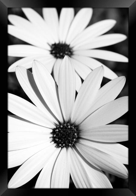 A Pair of African Daisy Flowers in black and white Framed Print by Neil Overy