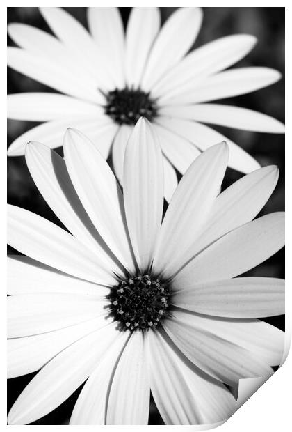 A Pair of African Daisy Flowers in black and white Print by Neil Overy