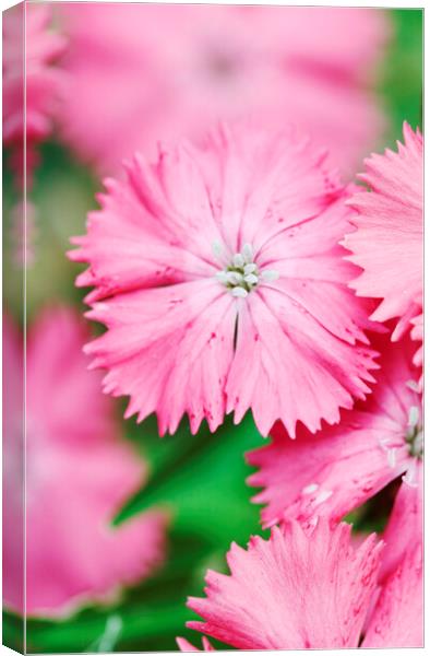 Pink Sweet William Flower  Canvas Print by Neil Overy