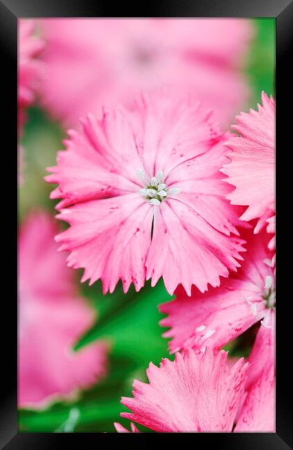 Pink Sweet William Flower  Framed Print by Neil Overy