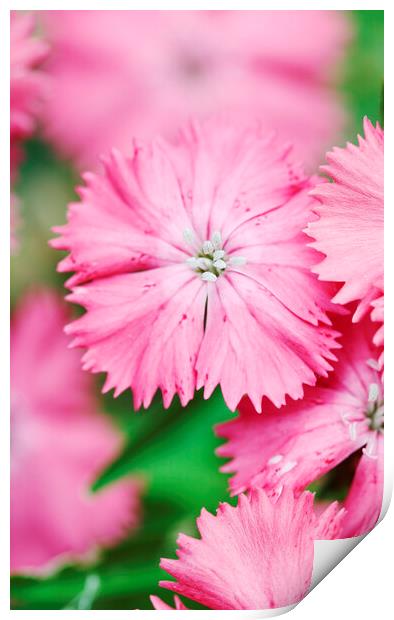 Pink Sweet William Flower  Print by Neil Overy