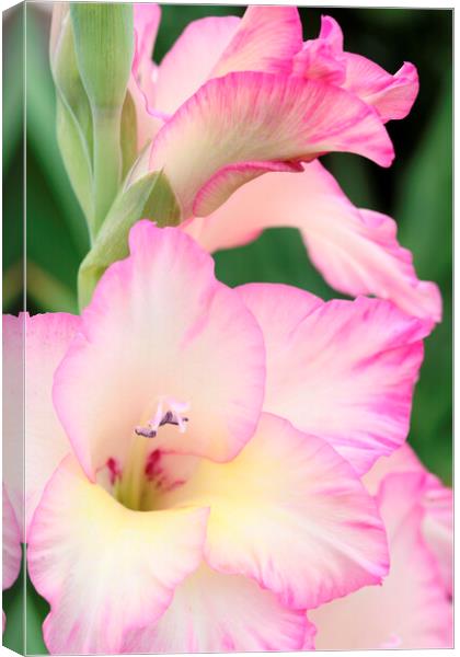 Pink and White Gladiolus Flower Canvas Print by Neil Overy