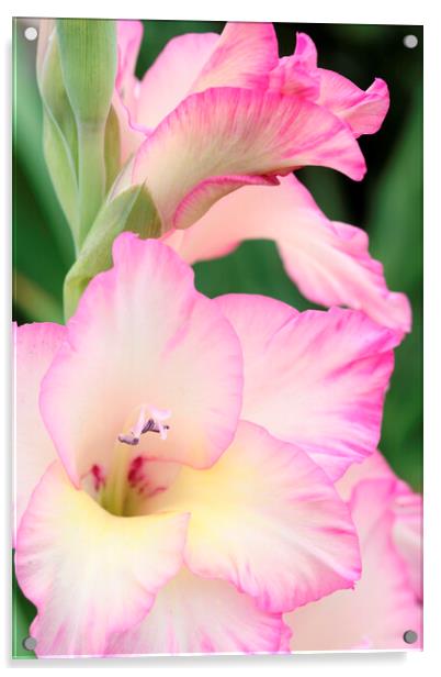 Pink and White Gladiolus Flower Acrylic by Neil Overy