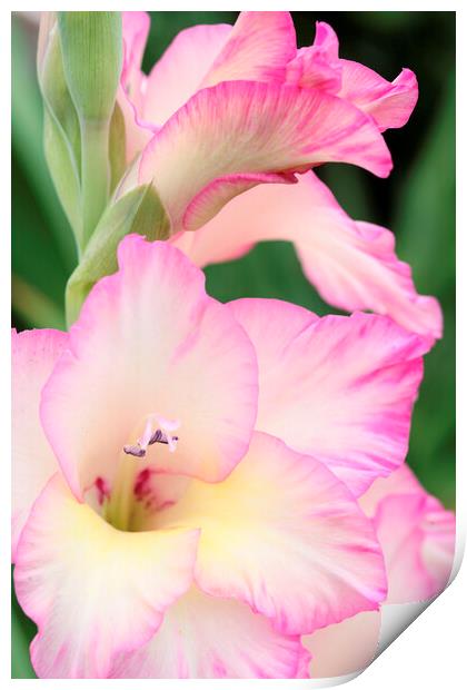 Pink and White Gladiolus Flower Print by Neil Overy