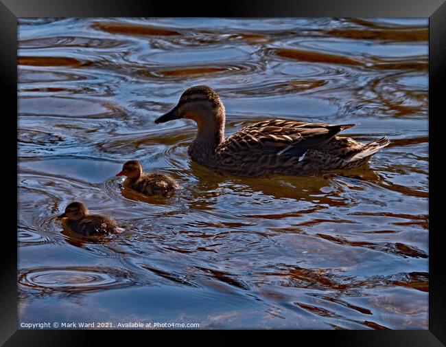 Proud Mallard Mother with Ducklings. Framed Print by Mark Ward