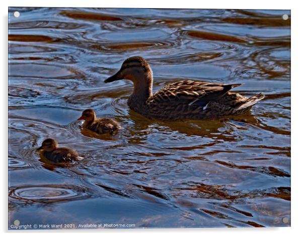 Proud Mallard Mother with Ducklings. Acrylic by Mark Ward