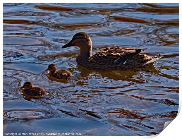 Proud Mallard Mother with Ducklings. Print by Mark Ward