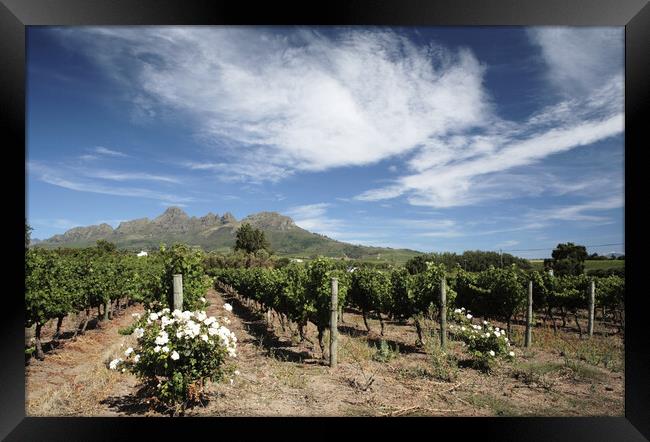 Scenic Landscape of winelands near Franchoek, South Africa Framed Print by Neil Overy